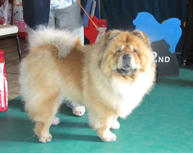 The Chow Chow Club