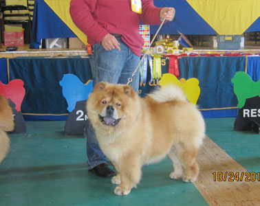 The Chow Chow Club