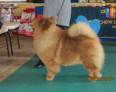 The Chow Chow Club