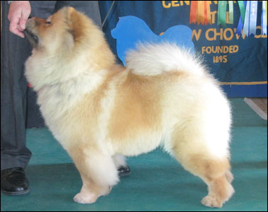 The Chow Chow Club