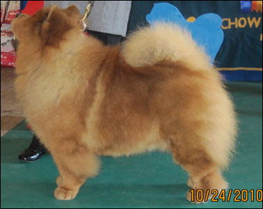 The Chow Chow Club