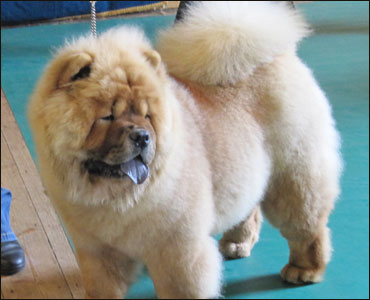The Chow Chow Club