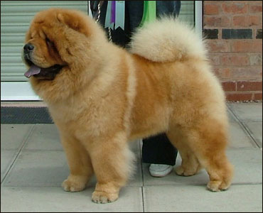 The Chow Chow Club