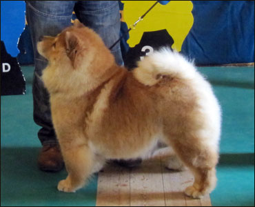 The Chow Chow Club