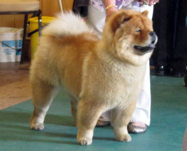The Chow Chow Club