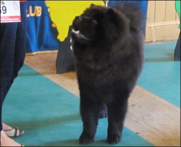 The Chow Chow Club