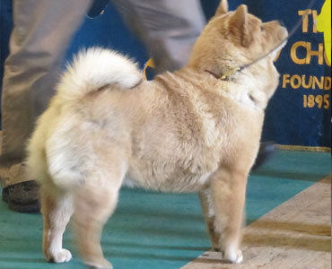 The Chow Chow Club