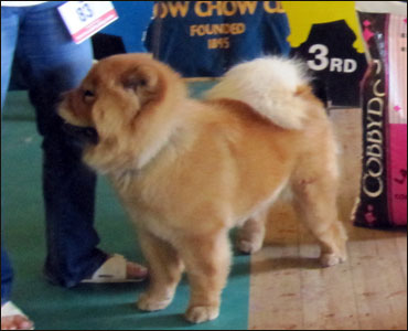 The Chow Chow Club