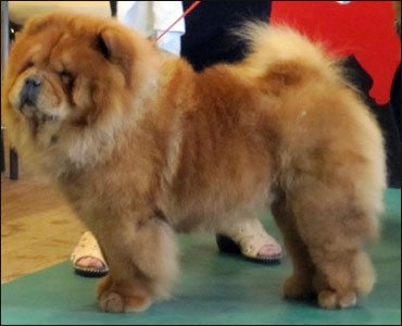 The Chow Chow Club