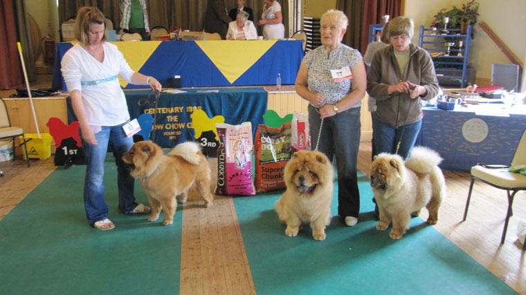 The Chow Chow Club