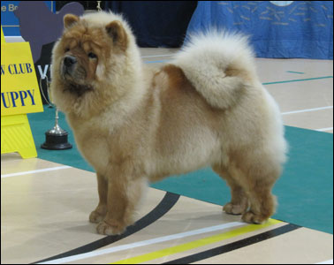 The Chow Chow Club