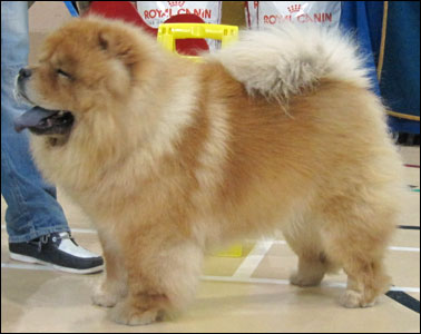 The Chow Chow Club