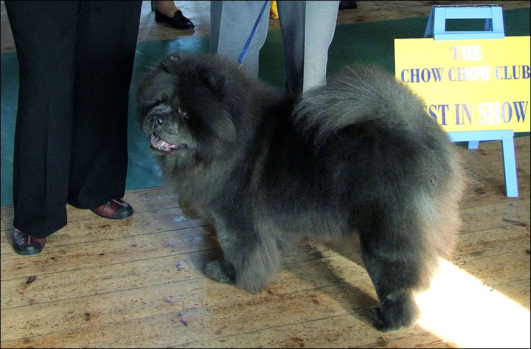 The Chow Chow Club
