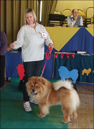 The Chow Chow Club