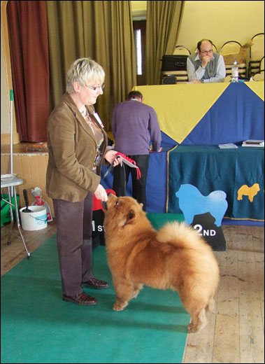 The Chow Chow Club
