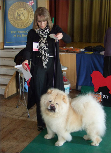 The Chow Chow Club