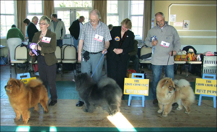 The Chow Chow Club
