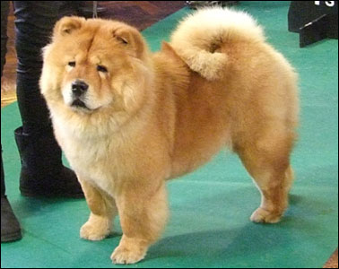 The Chow Chow Club