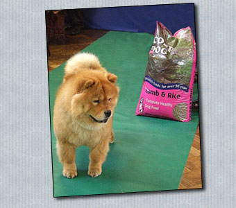 The Chow Chow Club