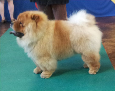 The Chow Chow Club