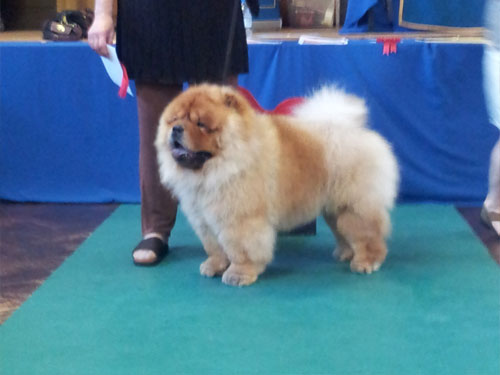 The Chow Chow Club