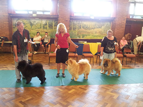 The Chow Chow Club
