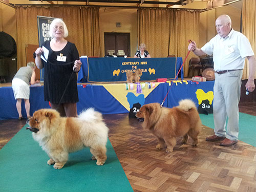 The Chow Chow Club