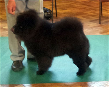 The Chow Chow Club