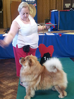 The Chow Chow Club
