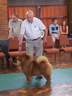 The Chow Chow Club