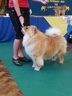The Chow Chow Club