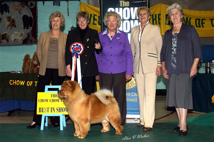 The Chow Chow Club