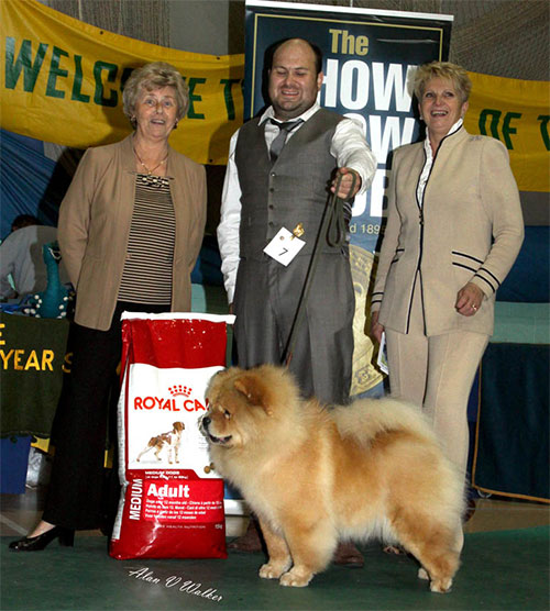 The Chow Chow Club