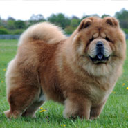 British Chow Chow Club