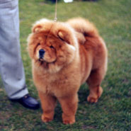British Chow Chow Club